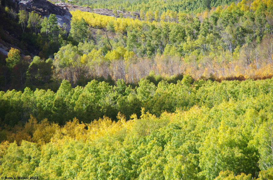 Aspen groves at Lamoille Canyon, Nevada