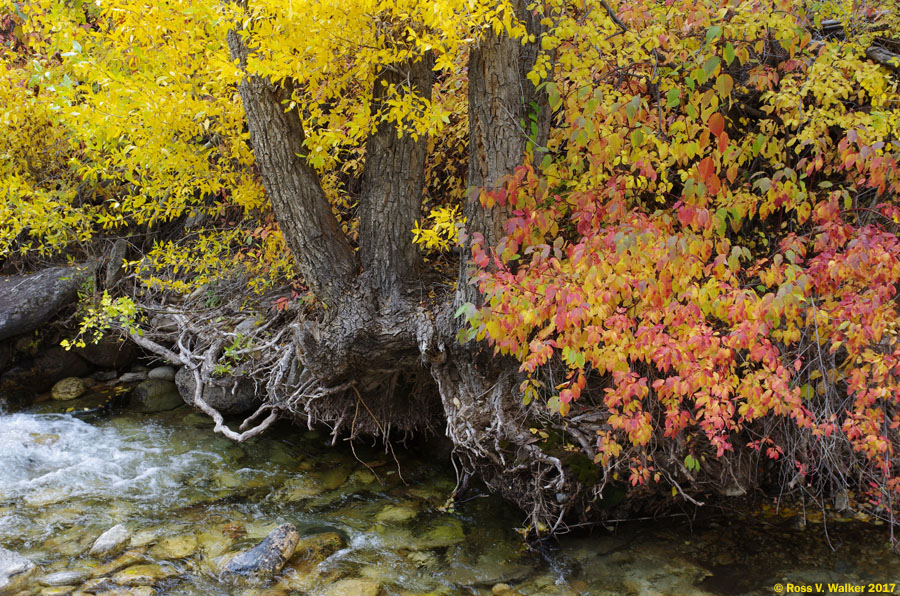 Lamoille Creek near the Powerhouse Picnic Area, Lamoille Canyon, Nevada