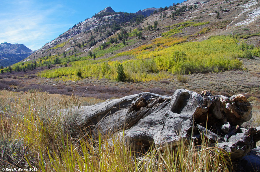 An ancient log on the slope above the creek in Lamoille Canyon, Nevada