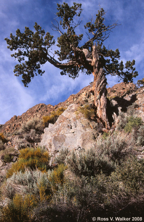  A gnarled tree clings to the rocky cliff at Peavine Canyon, Nevada
