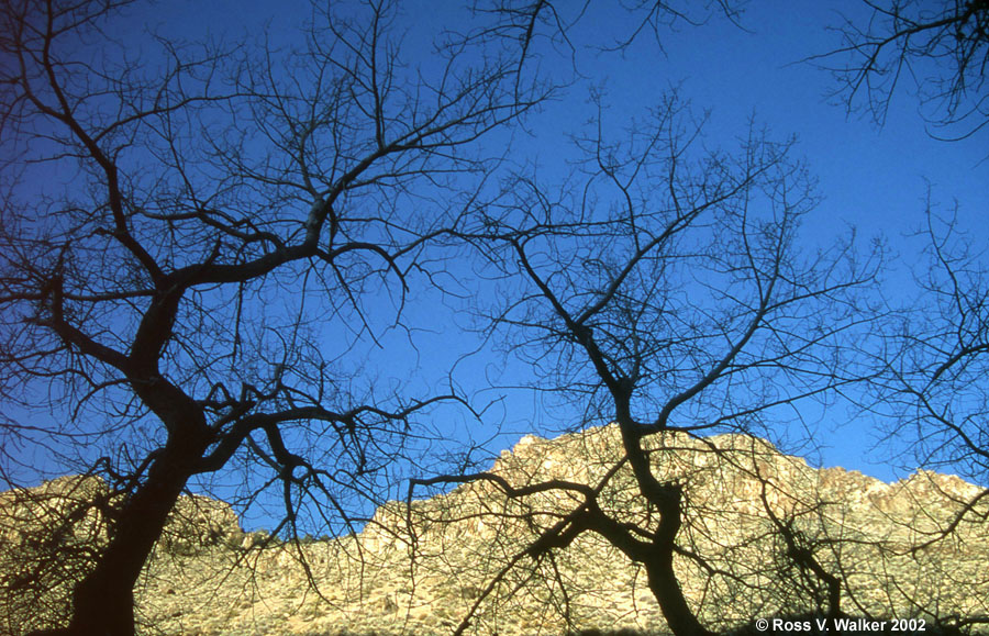 Cottonwood silhouettes, Peavine Canyon, Nevada