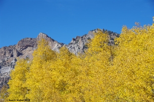 Lamoille Canyon Aspens