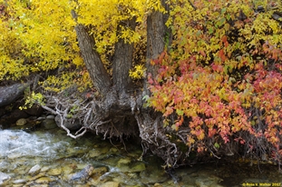 Fall Color on Lamoille Creek