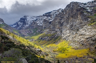 Right Fork, Lamoille Canyon