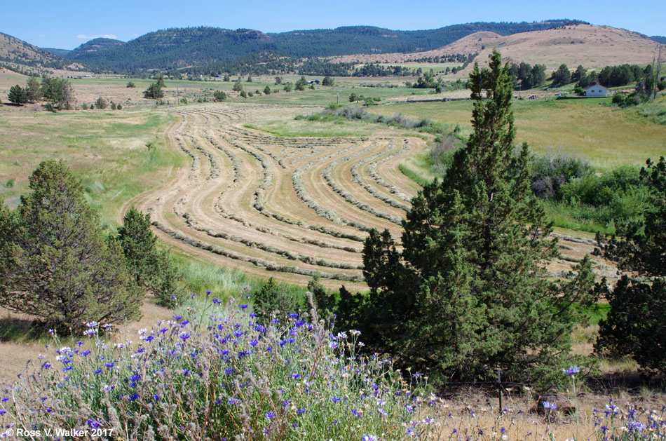 Valley hay field, Lonerock, Oregon