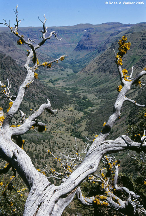 Big Indian Canyon, Steen's Mountain, Oregon