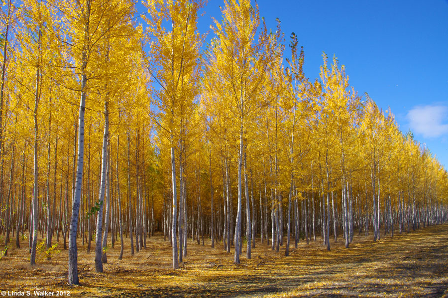 Pacific Albus trees at Boardman Tree Farm, Boardman, Oregon