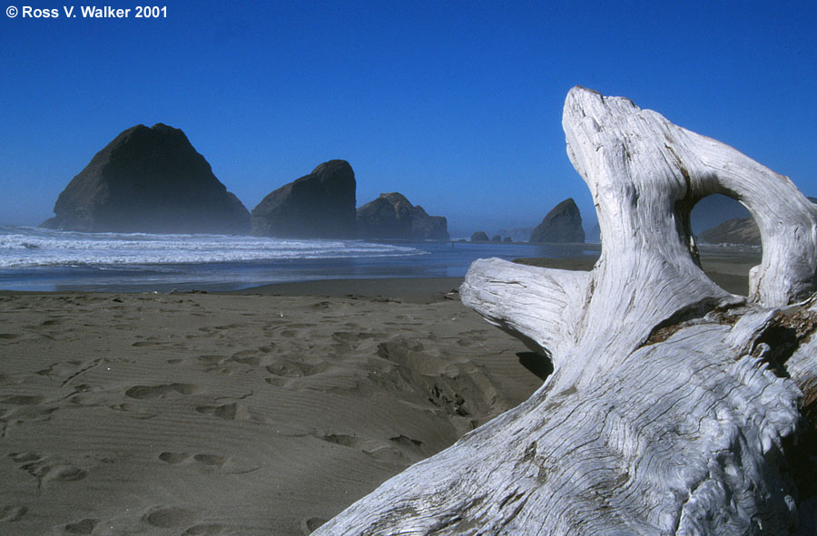 Driftwood monster, Pistol River State Park, Oregon