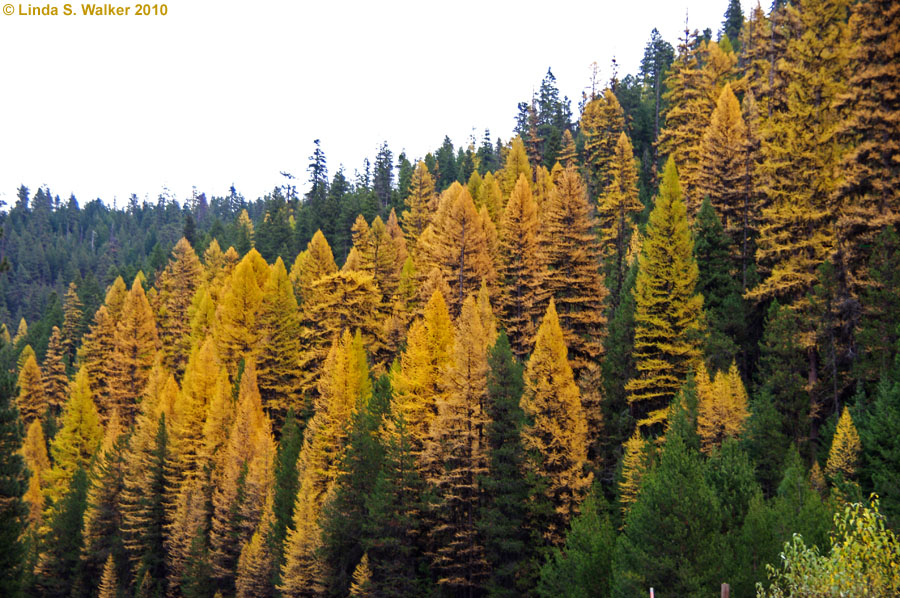 Larch Summit fall color, Rt. 7, Oregon