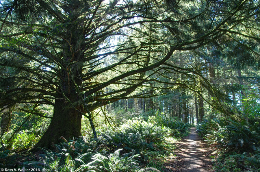 A trail through the forest at Port Orford Heads State Park, Oregon