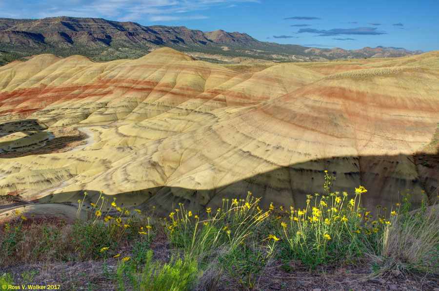 Nakedstem sunflowers in a shadow in late light at the Painted Hills, Oregon