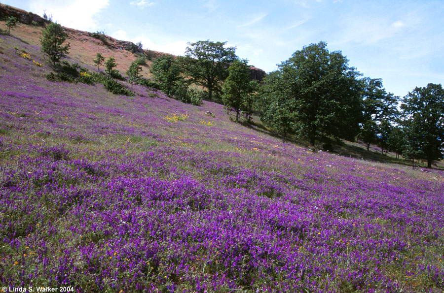 Hillside wildflowers, Rowena Point, Columbia Gorge, Oregon