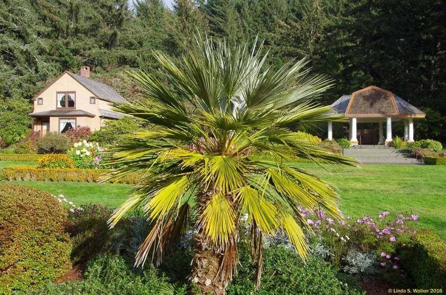 Palm tree, the garden house, and pavilion in the gardens at Shore Acres, Oregon