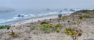 Bandon Fog