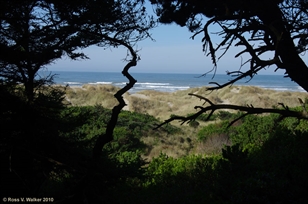 Yaquina Trail, Oregon