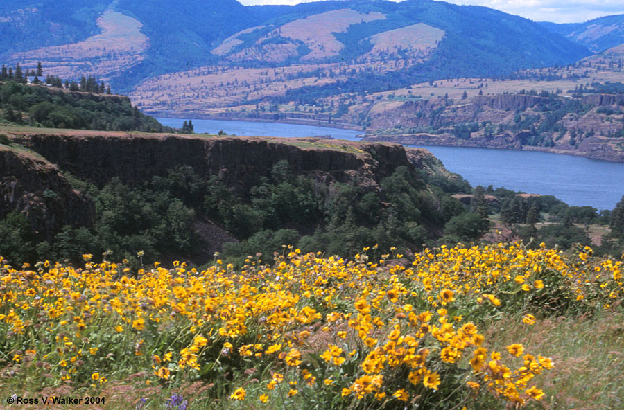 Tom McCall Reserve and the Columbia River, Oregon