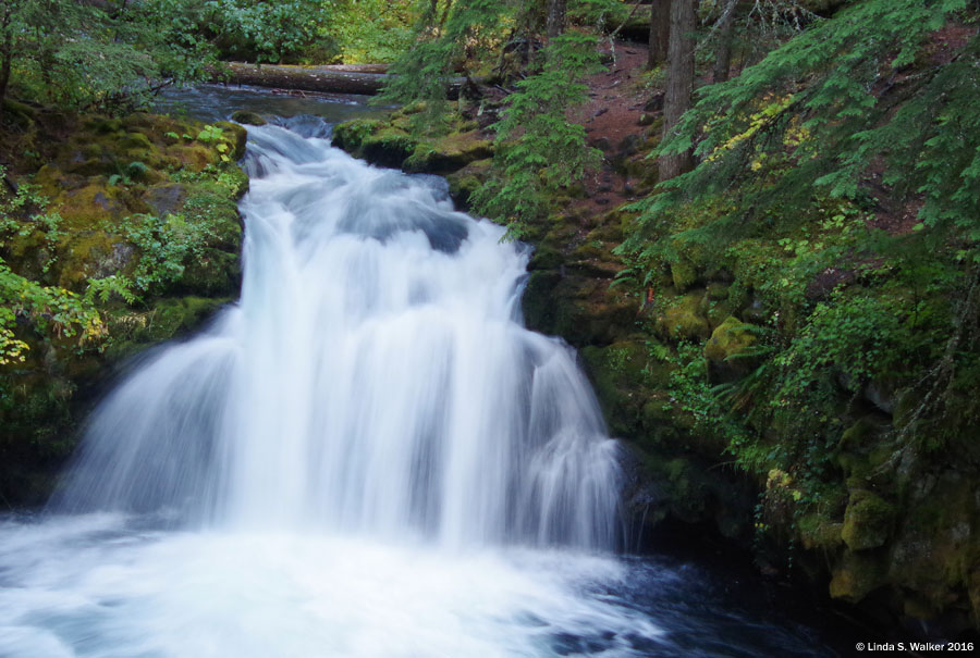 Whitehorse Falls, Umpqua National Forest, Oregon