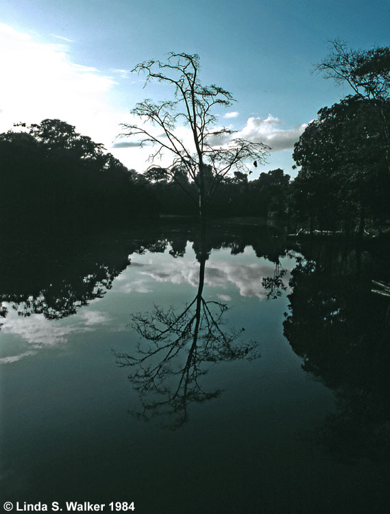 Tree reflected in the Amazon River, Peru