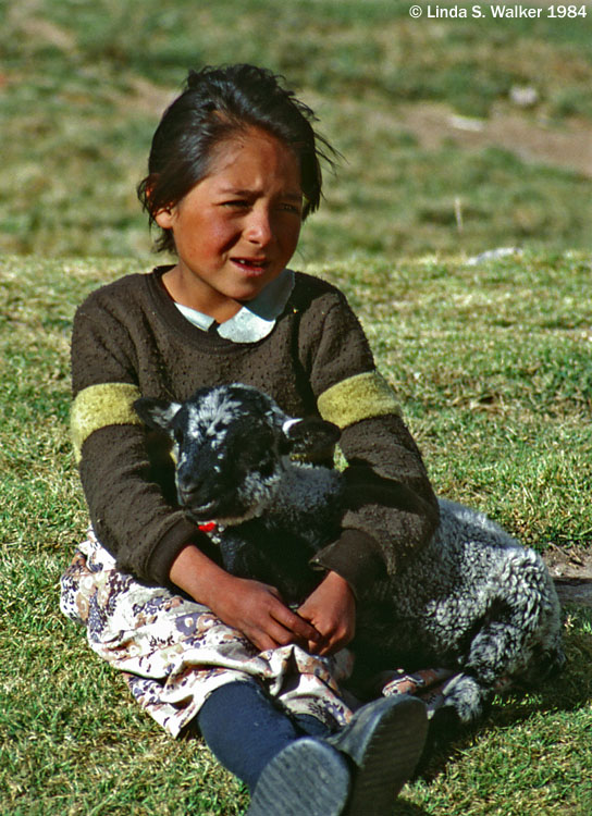 Girl With A Lamb, Cuzco, Peru