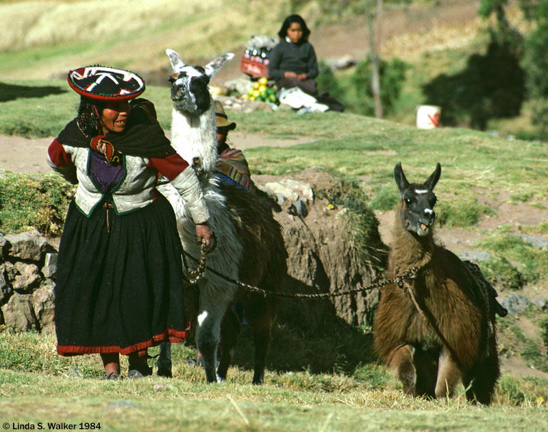 Women with llamas, Sacsayhuaman Fortress, Peru