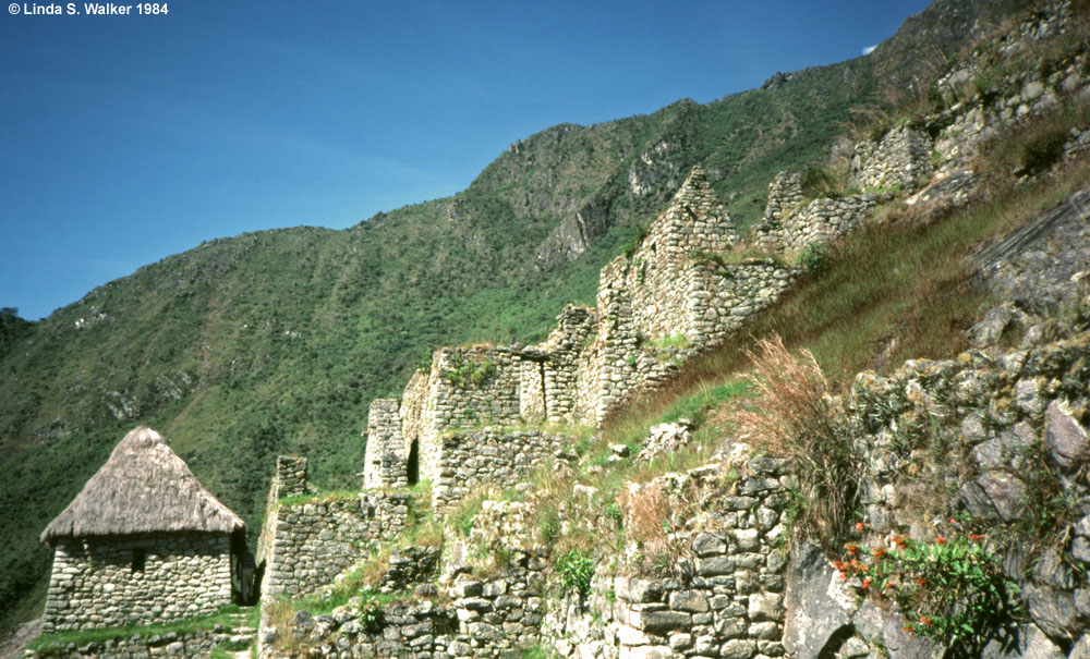 Terraced ruins, Machupicchu, Peru