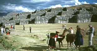 Sacsayhuaman fortress and llama