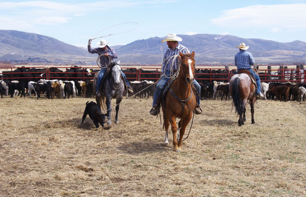 Sharp Shooters Camera Club, Montpelier, Idaho, assignment - farm scenes