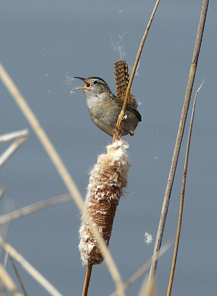 Birds assignment photo