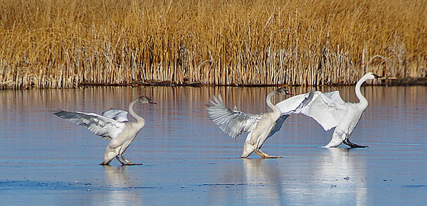 Sharp Shooters Camera Club wildlife refuge assignment photo