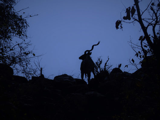 Sharp Shooters Camera Club, Montpelier, Idaho assignment - silhouettes