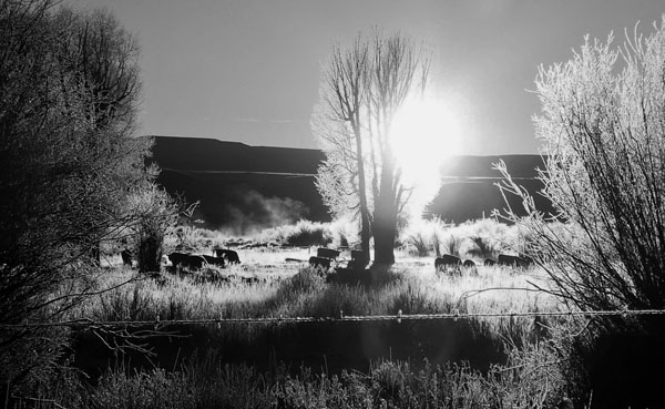 Sharp Shooters Camera Club, Montpelier, Idaho assignment - black and white