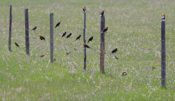 Sharp Shooters Camera Club, Montpelier, Idaho assignment - on the fence