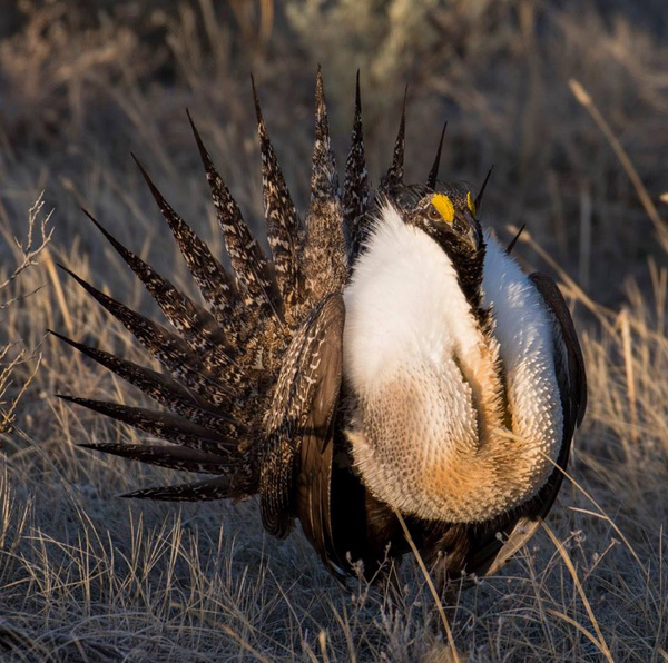 Sharp Shooters Camera Club, Montpelier, Idaho assignment - birds
