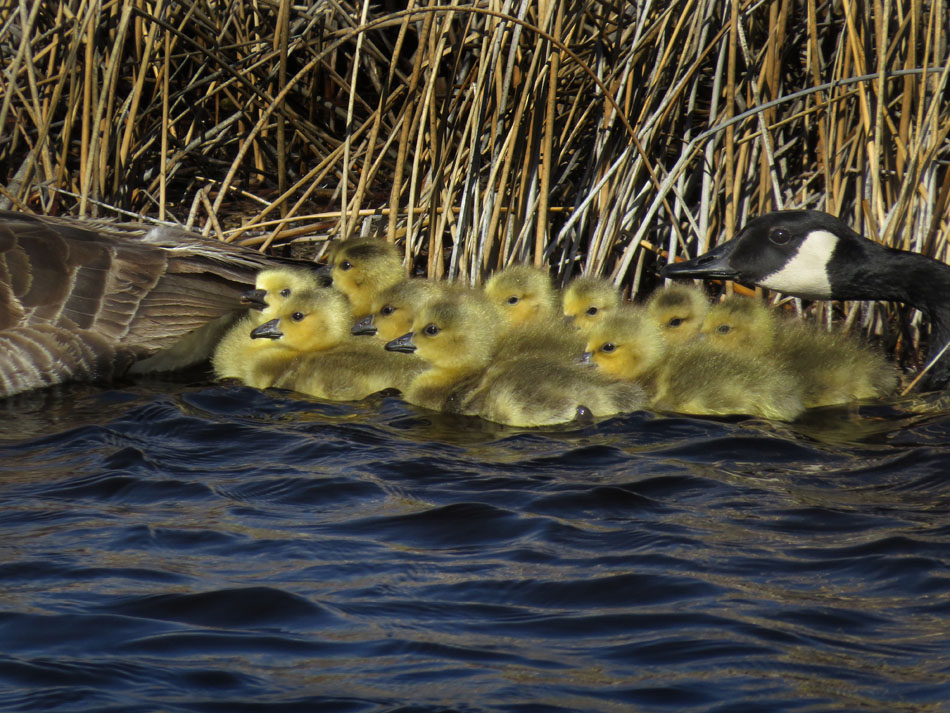 Family outing, baby geese