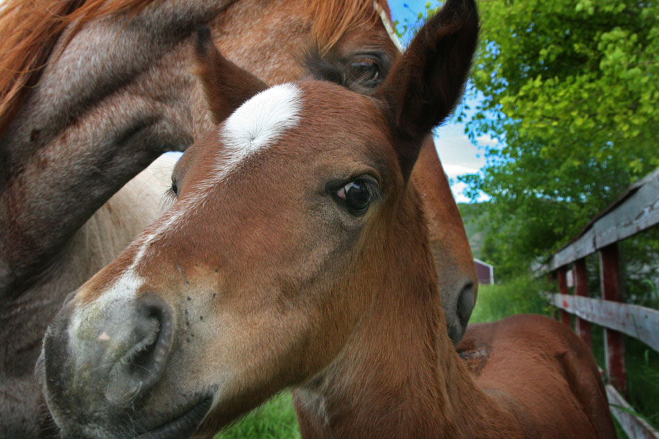 Mother's love, colt