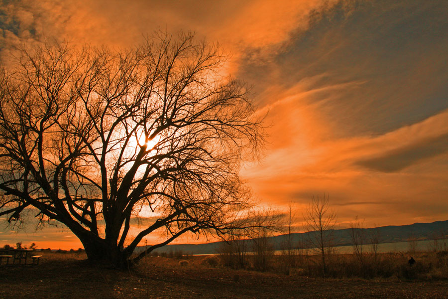 Lone tree