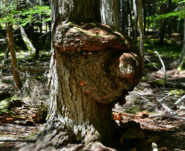 Sharp Shooters Camera Club, Montpelier, Idaho, pareidolia assignment photo