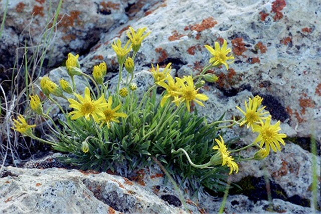 Wildflowers in rocks