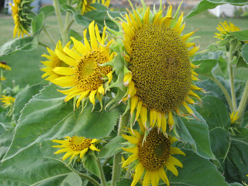 Sunflowers