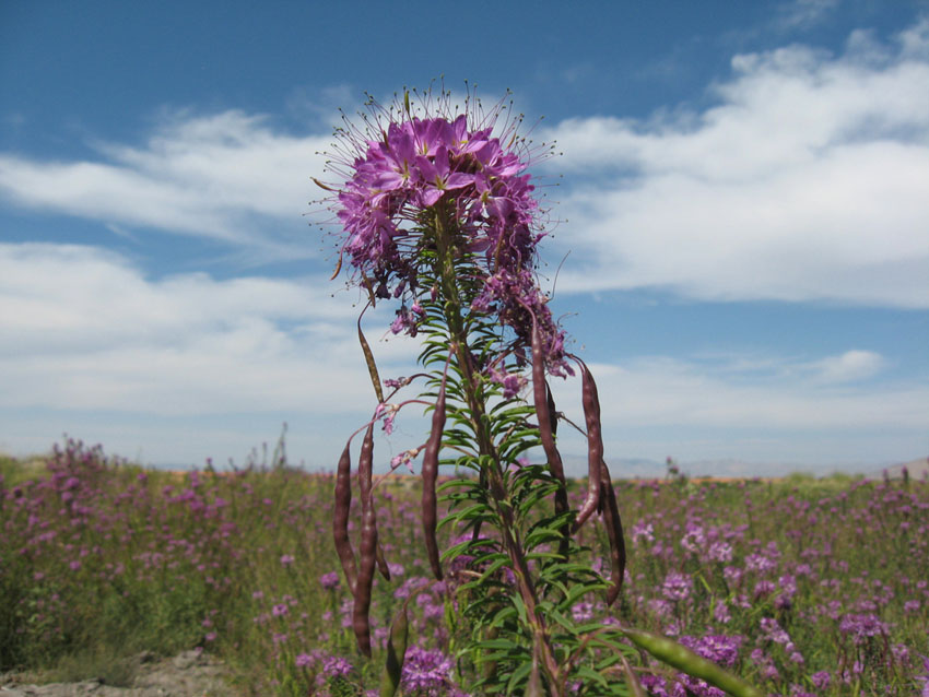 Rocky Mountain Beeplant --- North Shore Bear Lake