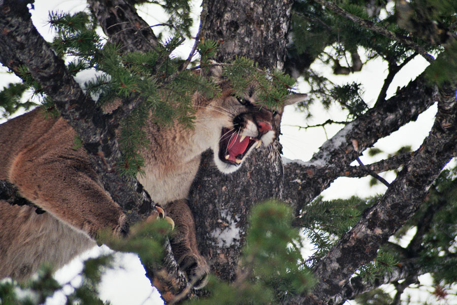 Mountain Lion, Joe's Gap, near Montpelier, Idaho