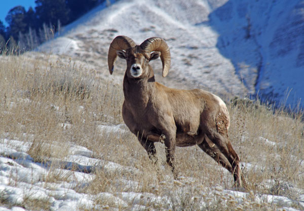 Sharp Shooters Camera Club, Montpelier, Idaho, Wildlife refuge assignment photo