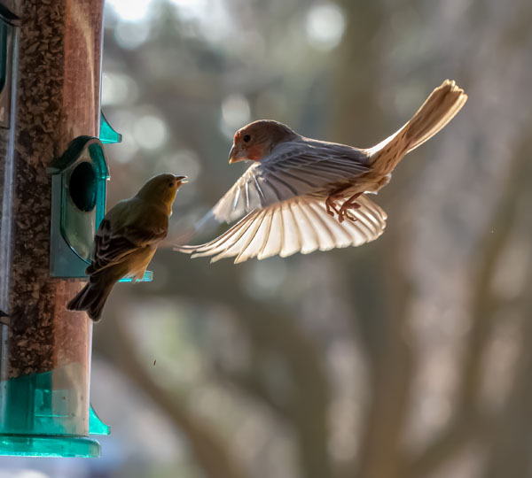 Birds assignment photo