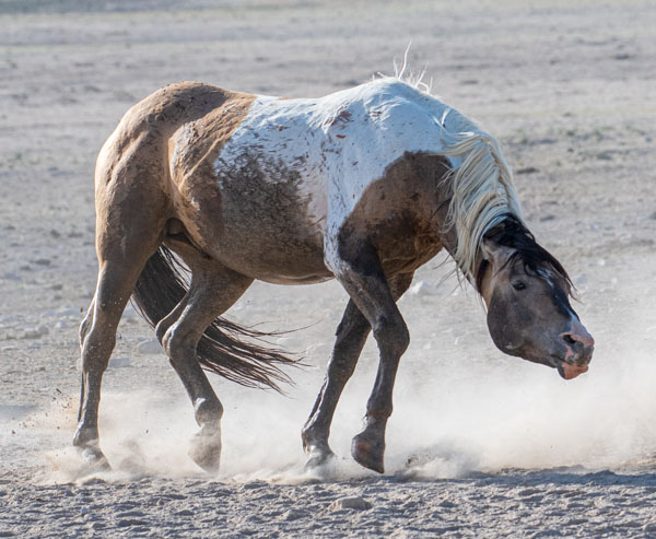 Sharp Shooters Camera Club, Montpelier, Idaho horse assignment photo