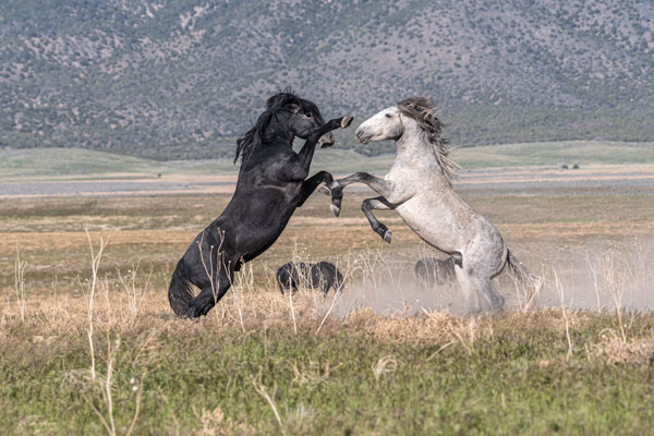 Horse assignment photo