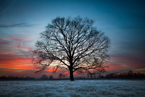 Sharp Shooters Camera Club lone tree assignment photo