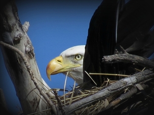 Bald eagle