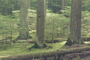 Glacier National Park grove