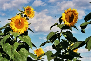 Bees and sunflowers