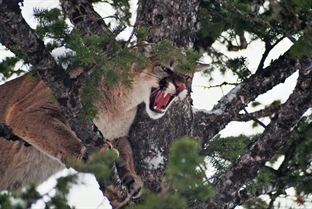 Mountain lion